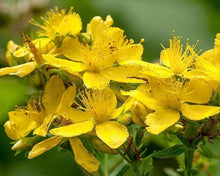 St. John's Wort
