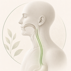 Supports Esophageal Comfort