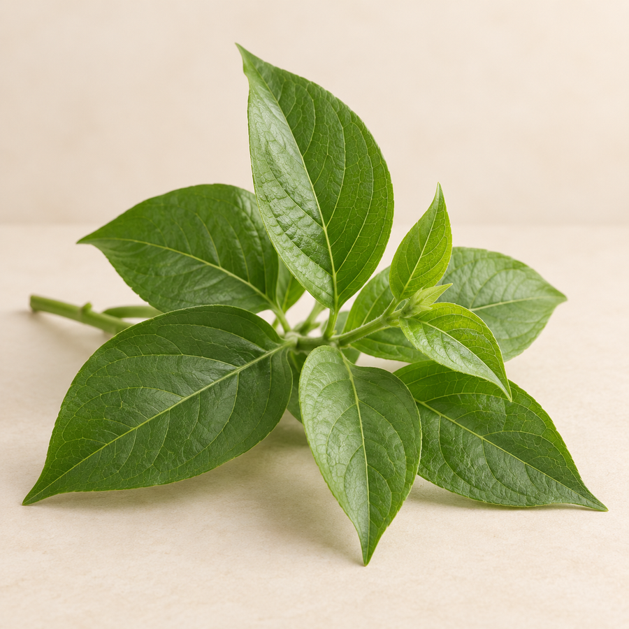 Gymnema Leaf
